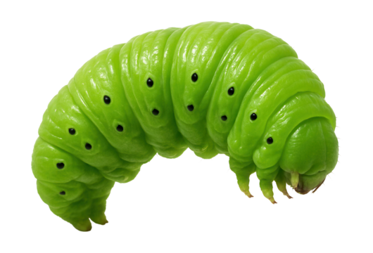 Green caterpillar featuring a segmented body and tiny black dots on its sides.