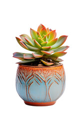 Echeveria succulent in a stylish blue pot, perfect for adding a touch of modern greenery to any space or project, its vibrant colors and unique texture bring a sense of calm and natural beauty