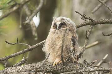 Eule sitzt entspannt im Baum