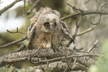 Eule macht sich flugbereit