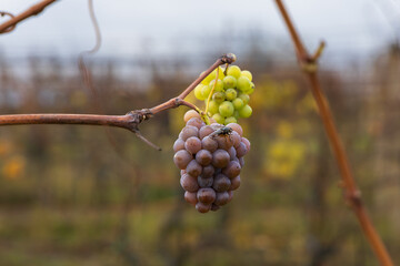 Late harvest of dark blue grapes remaining on the bare, withered vines in a vineyard during autumn or early winter.
