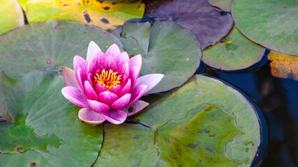 Water lily plant floating on surface