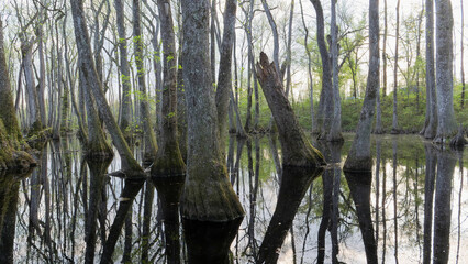 Mysterious Dark Water and Cypress Trunks in Mississippi Swamp, USA