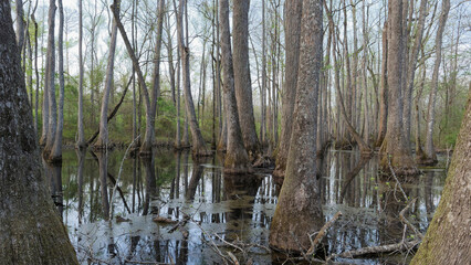 Scenic View of Flooded Wetland Forest in Southern USA, Mississippi
