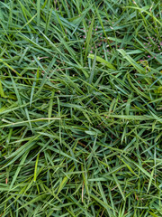 green grass texture