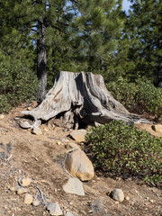 An old stump continues to hang on to a steep hill with pine trees and manzanita bushes.