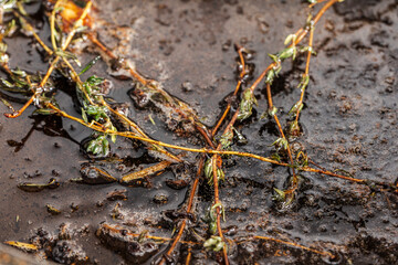 Thyme with garlic and spices is fried in oil in a pan. Close-up. High quality photo
