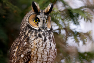 Three quarter view close up of long eared owl Asio otus with green coniferous forest bokeh background