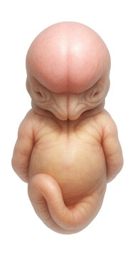 Embryo at forebrain vesicle stage with a developed anterior brain area.