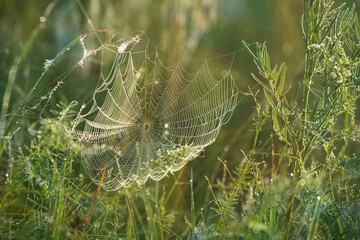 A beautiful spider web in a meadow among tall grass.Early summer morning