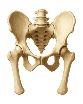 Equine pelvis featuring a broad ilium and sturdy sacrum.