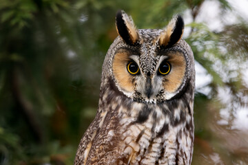 Front view close up of long eared owl Asio otus with green coniferous forest bokeh background