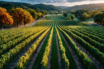 Vineyards at sunset with autumn trees and hills