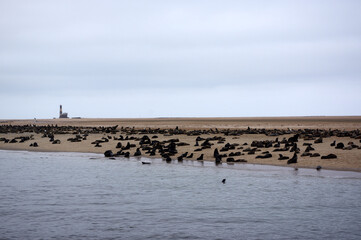 Otaries a Swakopmund, Namibie