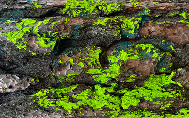 Bright Neon Green Lichen on Rough Pine Tree Bark – Vibrant Textured Nature Macro, Mossy Forest Surface, Detailed Organic Pattern Background