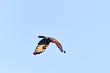 Common Buzzard Flying Over Akrotiri, Limassol During Autumn