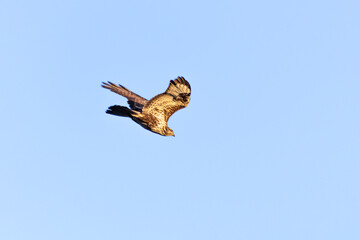 Common Buzzard Flying Over Akrotiri, Limassol During Autumn