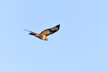 Common Buzzard Flying Over Akrotiri, Limassol During Autumn