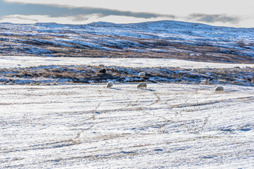 Nature&rsquo;s masterpiece carved in Iceland