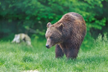 Naklejka premium A solitary Brown Bear ambles through the lush green meadow, its gaze lowered, in search of something delicious amid the verdant blades of grass during the daytime