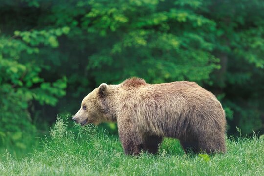 The European brown bear walks through a green meadow near the forest in Slovakia, presumably foraging for berries and other food. The bear seems peaceful and undisturbed - Powered by Adobe