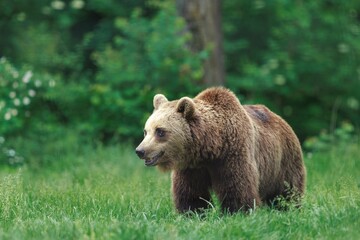 Fototapeta premium A Brown Bear, with a thick coat of fur, moves through a lush, green meadow. Trees line the background of the forest, bathed in the soft light