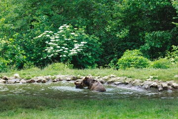 A furry brown bear is seen partially submerged in water, presumably bathing or cooling off, accompanied by a younger bear cub. Lush green vegetation surrounds the watering hole