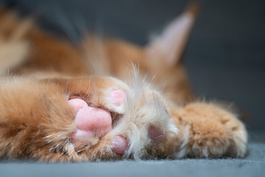 Maine Coon Cat Paw Close-Up with Fur Between Toes