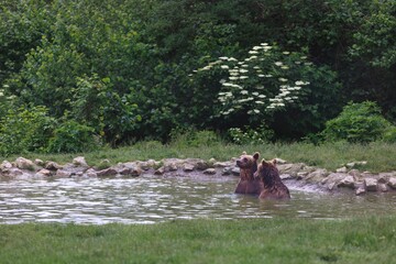 Two young Brown Bears stand chest-deep in the cool water of a small pond during the height of Summer. They gaze curiously at something just out of view near their grassy forest home