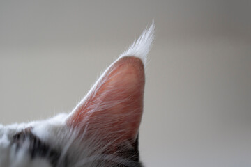 Maine Coon Cat Ear with Long Fluffy Tuft Close-Up