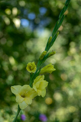Obraz premium Gladiolus grandiflorus yellow big large flowers in bloom on tall stem, beautiful ornamental flowering bulbous plants