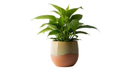 A vibrant green pothos plant, isolated on transparent background, flourishes in a twotone ceramic pot, its lush leaves radiating vitality, perfect for adding a touch of nature to any bright space