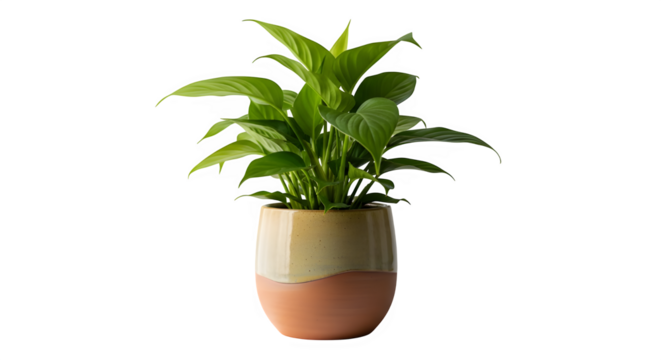 A vibrant green pothos plant, isolated on transparent background, flourishes in a twotone ceramic pot, its lush leaves radiating vitality, perfect for adding a touch of nature to any bright space
