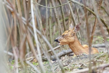 A young fawn lies nestled among branches and leaves, eyes closed, appearing to dream on a bright day. The animal looks peaceful and relaxed in its woodland refuge