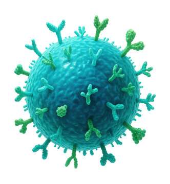 Round B-lymphocyte with distinct surface markers.