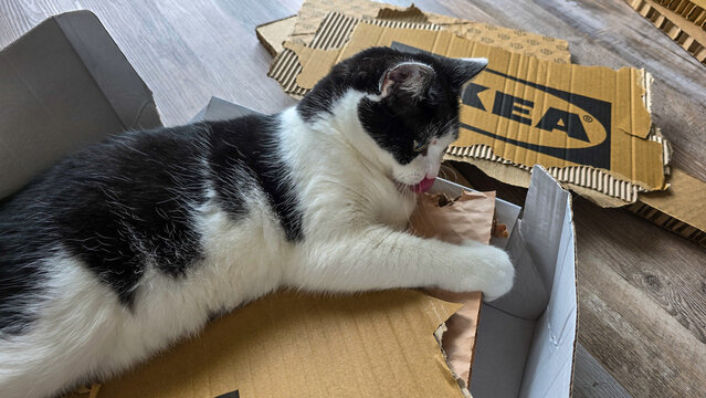 Nussdorf, Uberlingen, Germany - October 5, 2025. The fluffy black and white cat plays among the Ikea packaging.