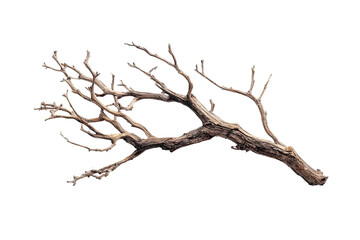Fototapeta premium Dried branch, intricate, woody texture