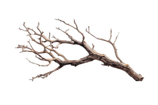 Dried branch, intricate, woody texture