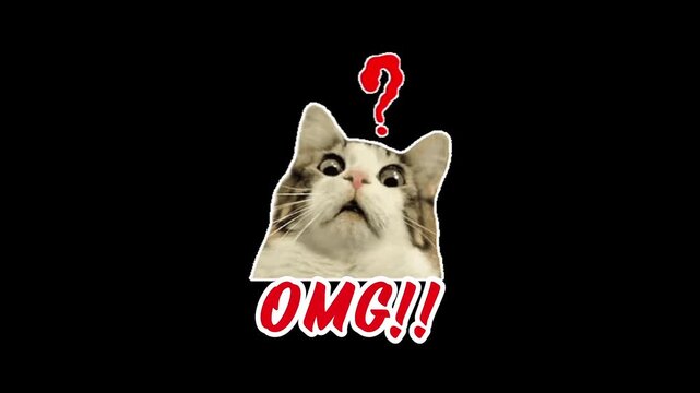Funny surprised cat OMG reaction video with question mark meme expression on black background