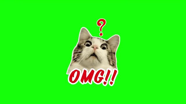Funny surprised cat with OMG text and question mark on green screen for social media content