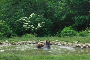 Two brown bears enjoy a refreshing dip in a small pond surrounded by lush green foliage. The scene suggests a peaceful afternoon in a natural habitat