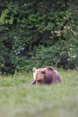 A Brown Bear rests in a field of tall green grass near a forest edge. Its head is down and it appears to be sleeping on a warm day