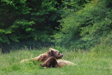 A mother bear and her cub are lounging in a field of tall green grass near a forest edge. The pair seems to be enjoying a restful time basking in the sunlight