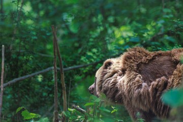 A massive brown bear strolls through a lush forest, its fur catching dappled sunlight filtering through the green canopy. It appears to be searching for something among the thick undergrowth
