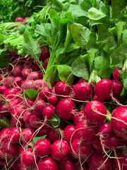 High quality photo of ripe of fresh radishes with vibrant green leaves displayed in a greengrocer's market. ideal for culinary, retail, and educational purposes. Fresh vegetables in market.