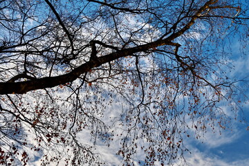 Obraz premium Autumn background