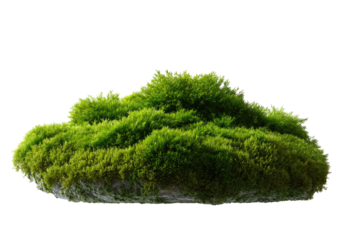 Close-up of a lush, vibrant green moss clump