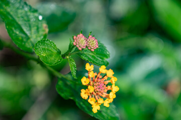 Lantana camara (common lantana) is a species of flowering plant in the verbena family (Verbenaceae). Kamanaiki Ridge Trail, Honolulu, Oahu, Hawaii.  Koʻolau Range (shield volcano). 