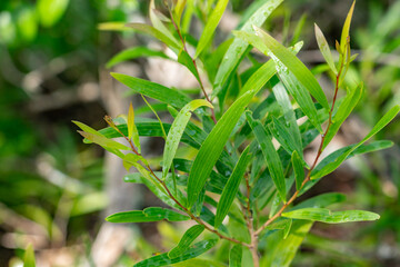 Acacia confusa is a perennial tree native to South-East Asia. Kamanaiki Ridge Trail, Honolulu, Oahu, Hawaii.  ayangile, small Philippine acacia, Formosa acacia (Taiwan acacia), Philippine Wattle