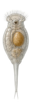Single-ovary monogonont rotifer with a clear, elongated foot.